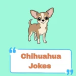 Chihuahua Jokes