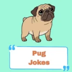 Pug Jokes
