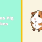 Guinea Pig Jokes